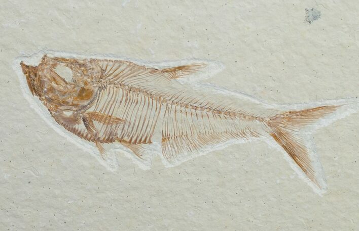 Diplomystus Fossil Fish - Wyoming #6584